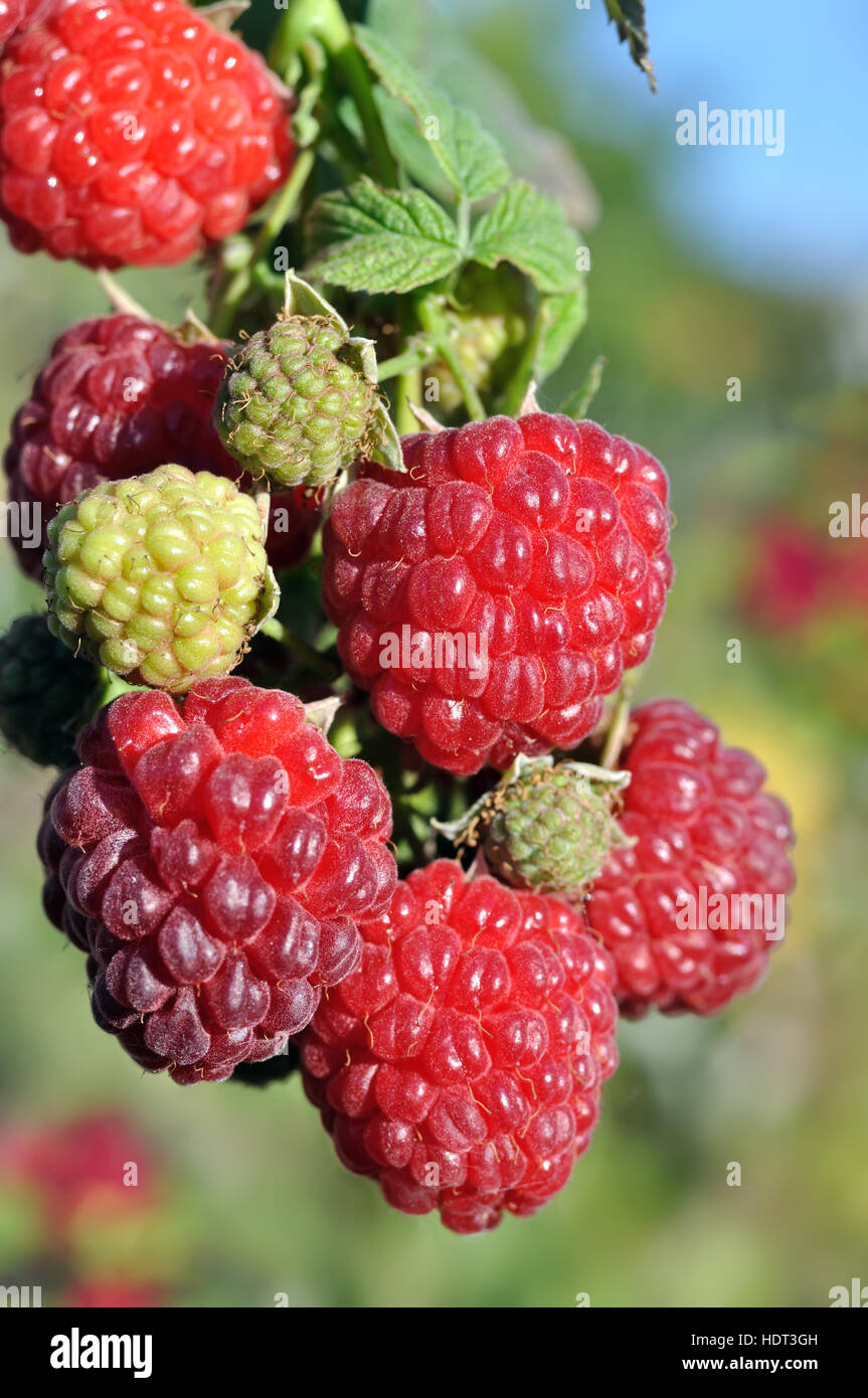 close-up of ripe raspberry Stock Photo - Alamy
