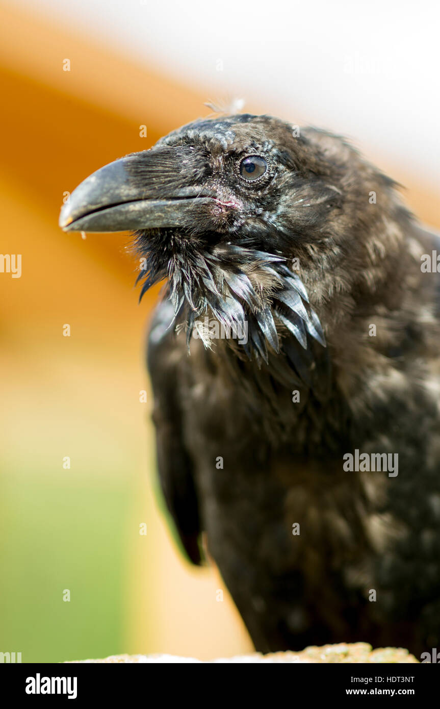 wildbird raven
