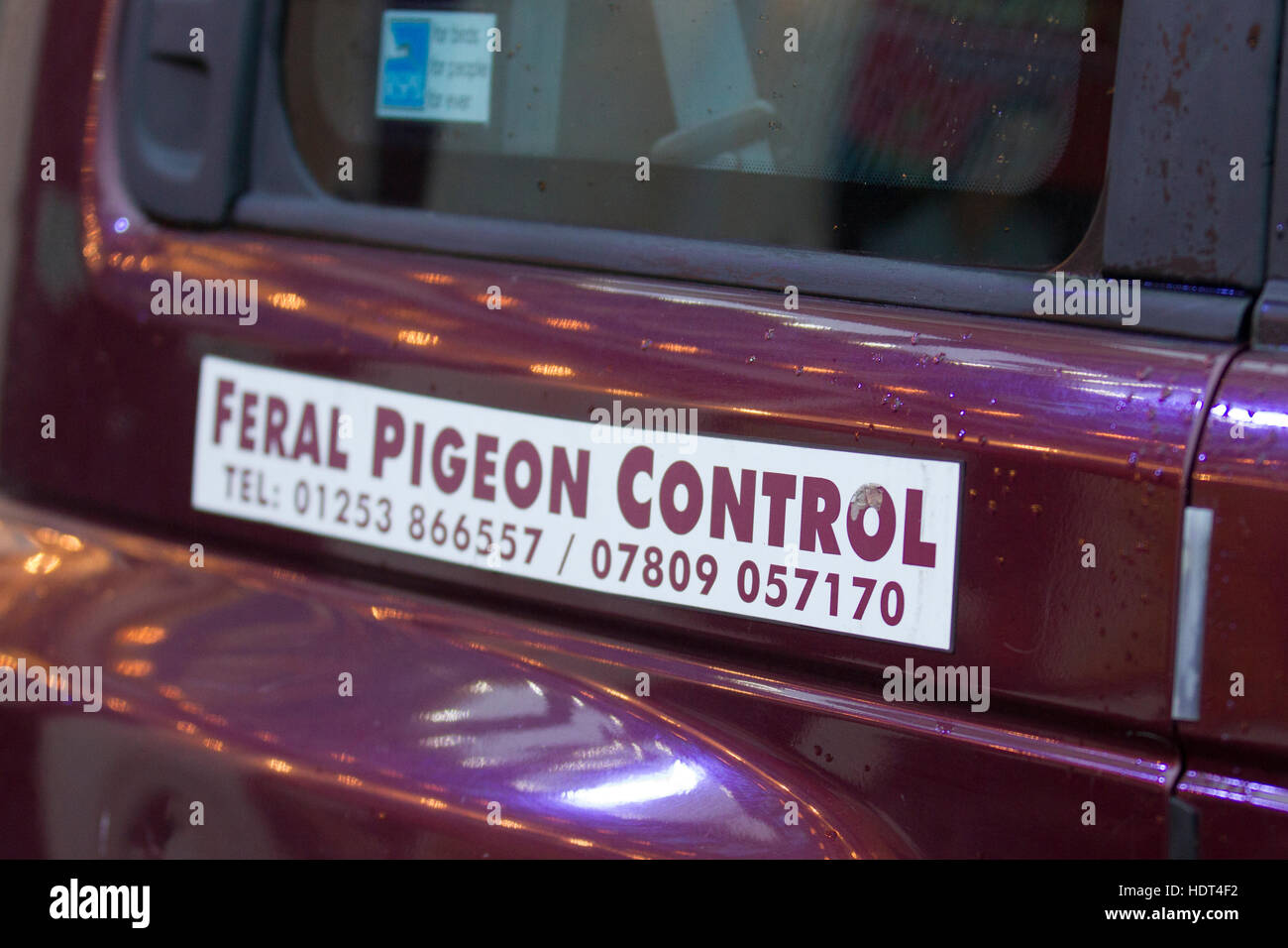 Feral Pigeon Control, Blackpool, Lancashire, UK Stock Photo Alamy