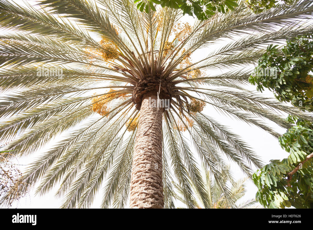 Palm tree, Fuerteventura, Canary Islands, Spain Stock Photo