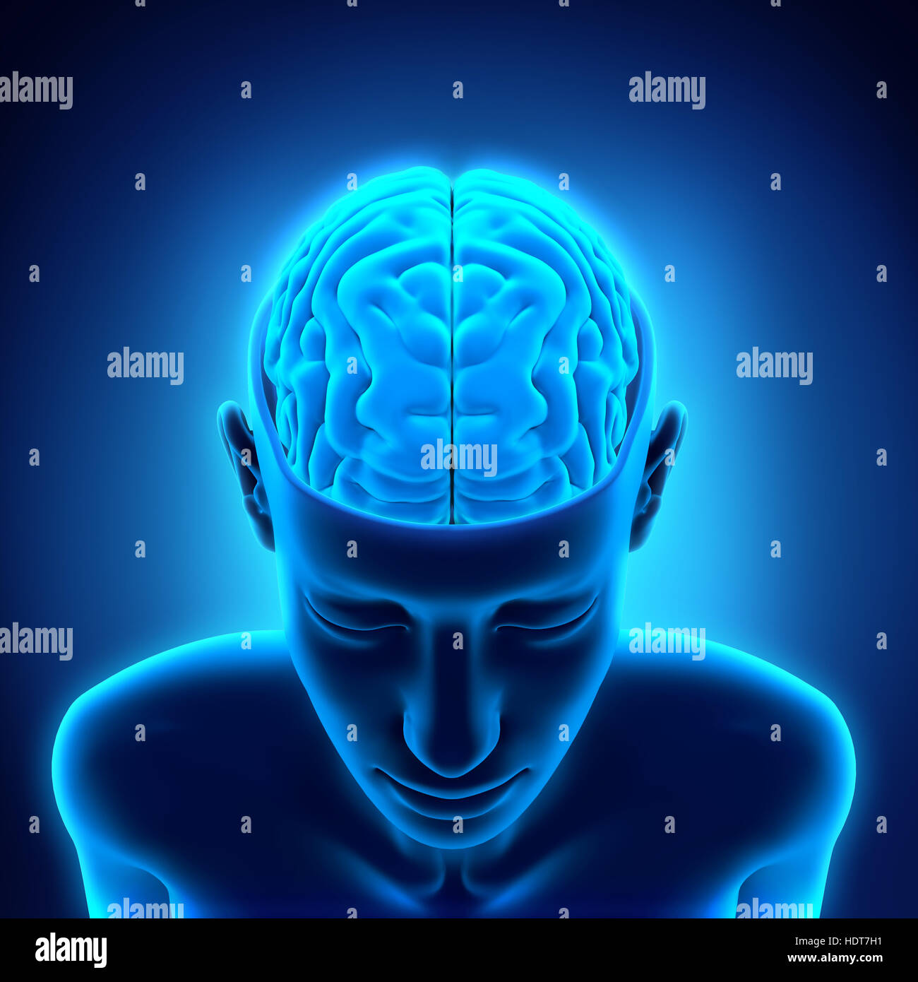 Human Brain Anatomy Stock Photo Alamy Human Brain Anatomy Stock Photo Alamy