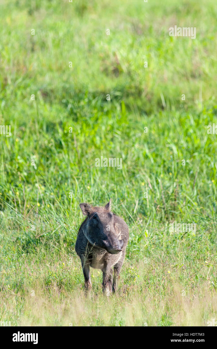 Warthog eating long green grass comical face close Stock Photo