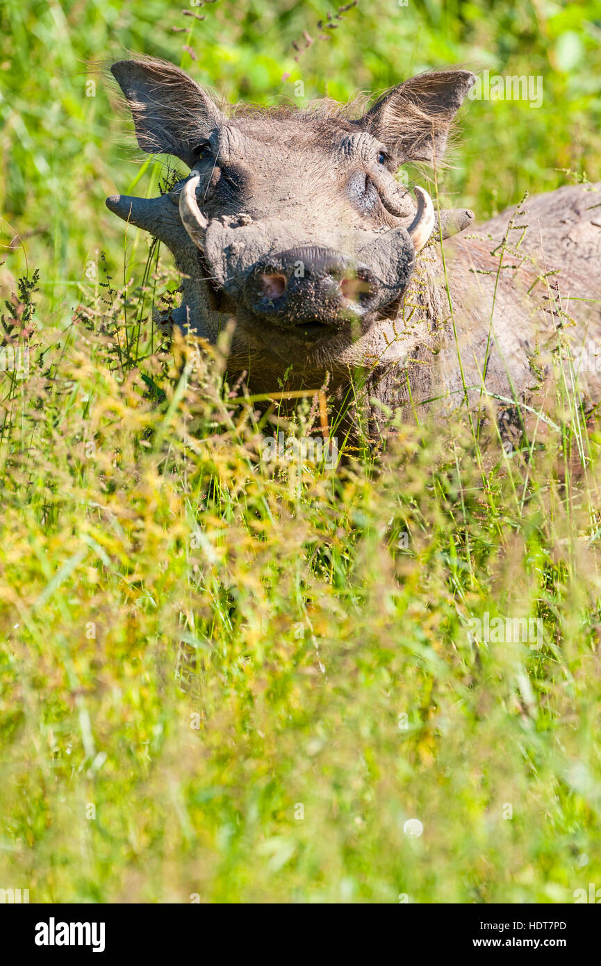 Warthog eating long green grass comical face close Stock Photo