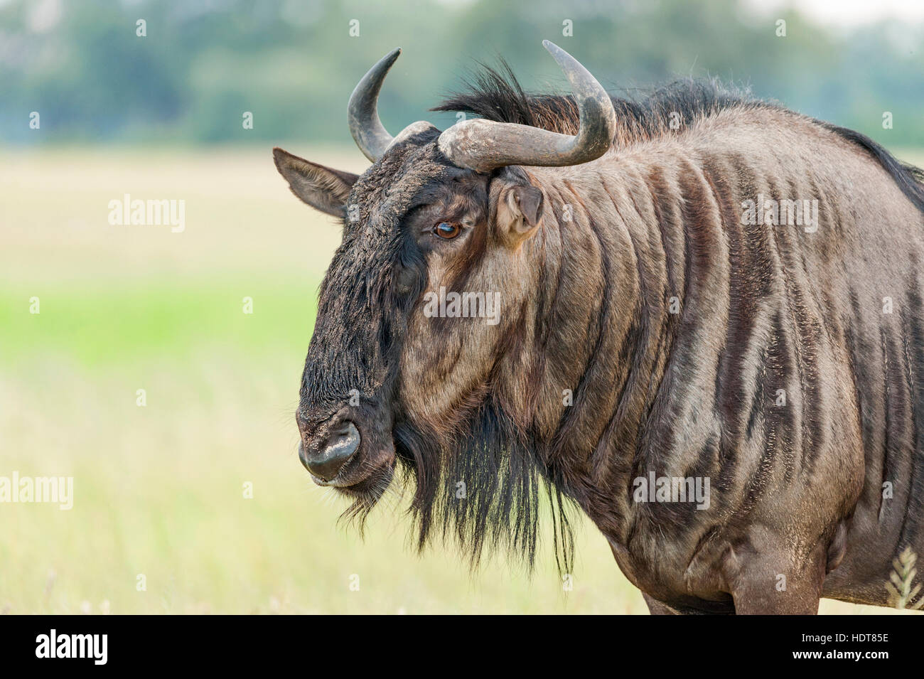 Connochaetes taurinus common wildebeest Hwange wet Stock Photo