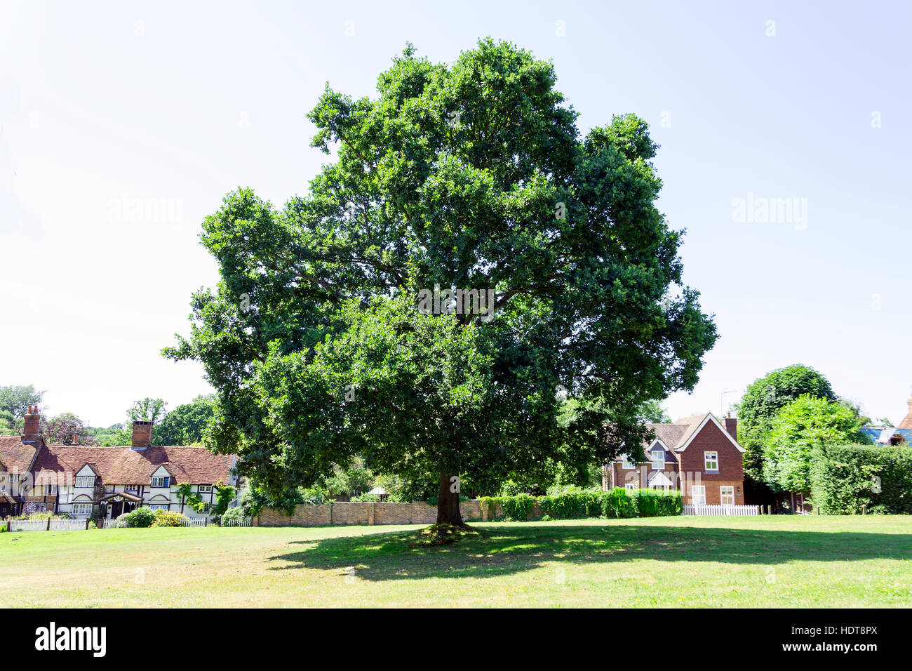 Oak tree on Perry Hill, Worplesdon, Surrey, England, United Kingdom Stock Photo