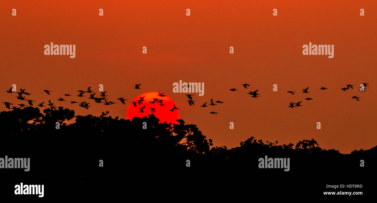 Silhouette Of Great Cormorant with Rising Sun Stock Photo