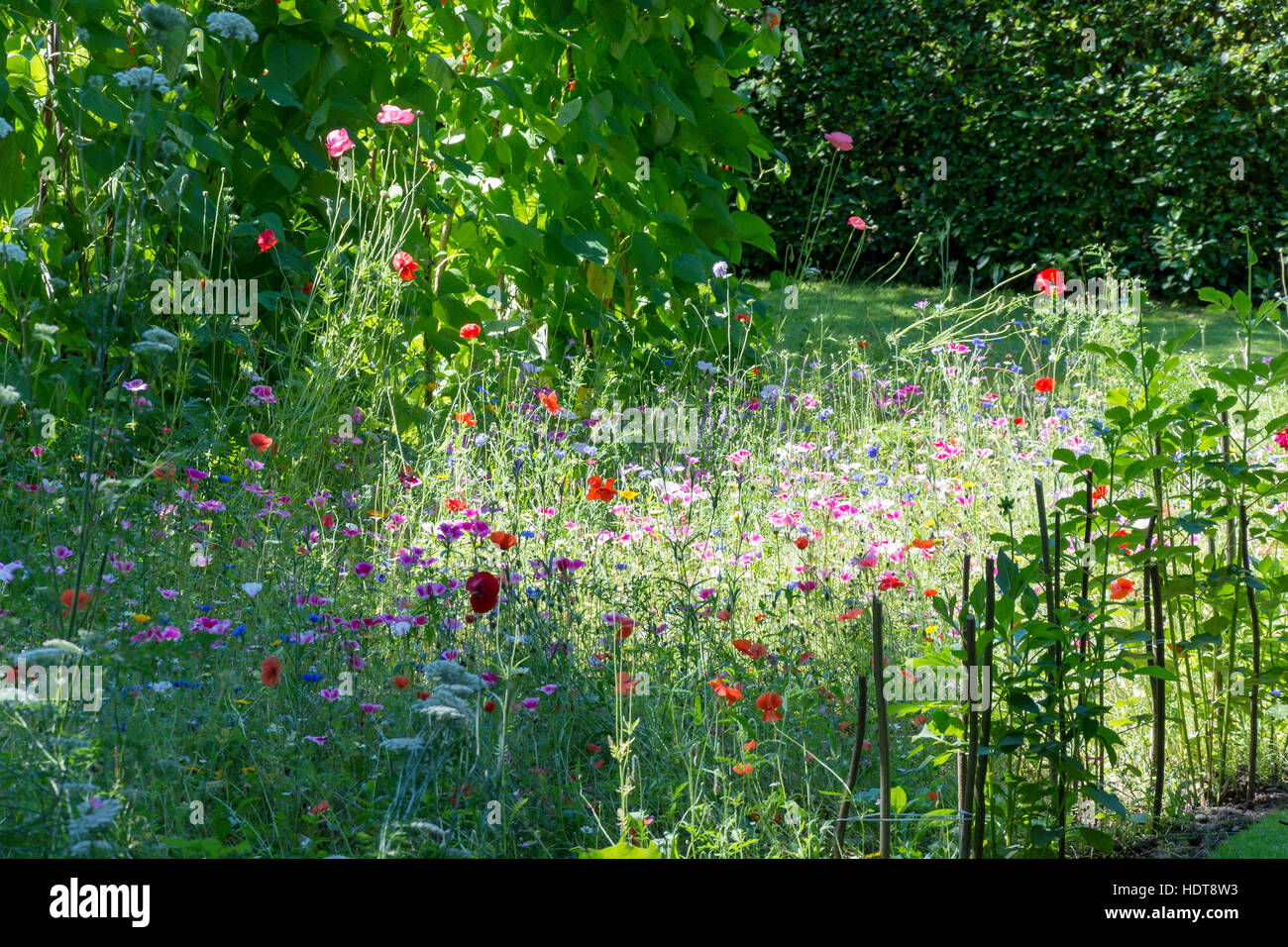 Wild flowers in small garden, Perry Hill, Worplesdon, Surrey, England, United Kingdom Stock Photo