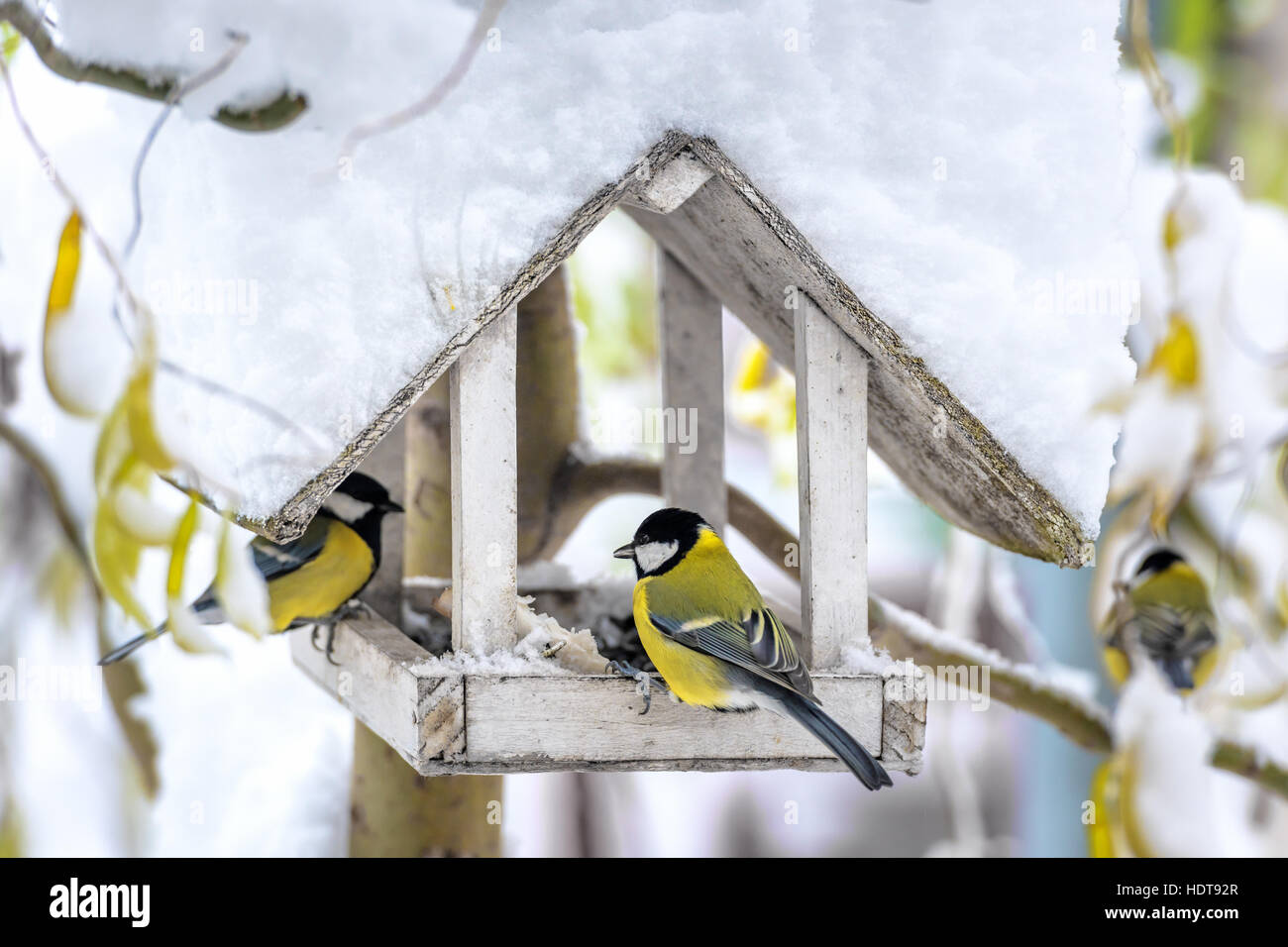 small bird on feedbox close up Stock Photo