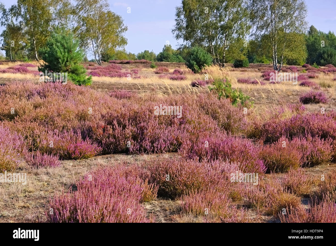 blühende Heidelandschaft im Spätsommer - Heath landscape with flowering Heather, Calluna vulgaris Stock Photo