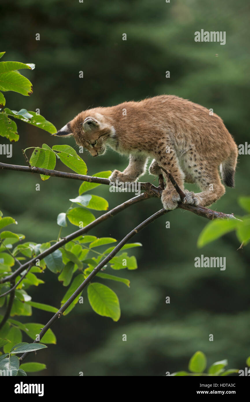 Eurasian Lynx / Luchs ( Lynx lynx ), cute cub with huge paws, balances on a branch of a bush, training its skills, funny. Stock Photo