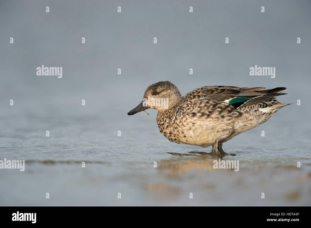 Teal / Krickente ( Anas crecca ), female duck, colorful breeding dress, walking into shallow water, full body side view, Europe. Stock Photo