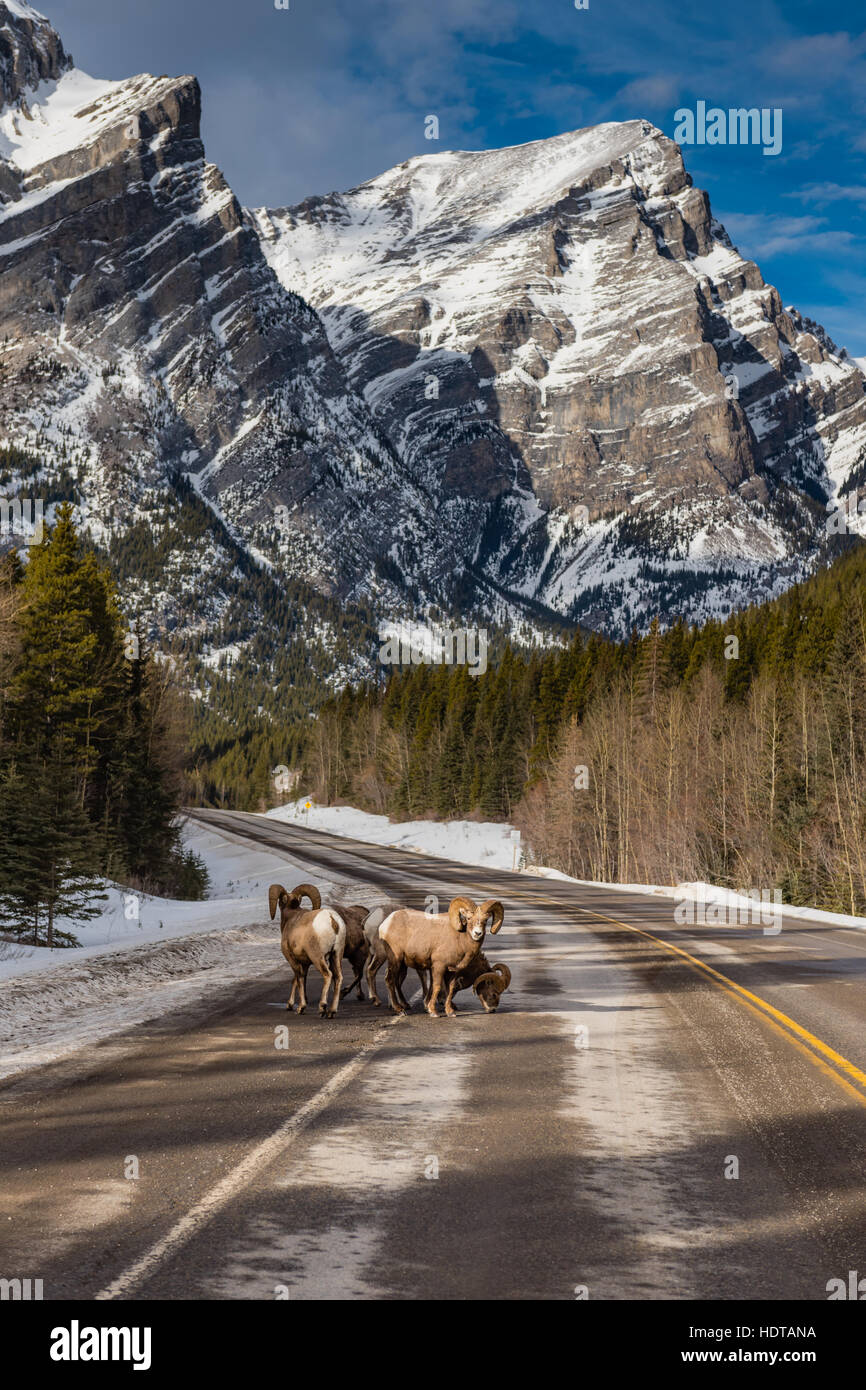 Rocky Mountain Bighorn Sheep on a mountain roadway in the early ...
