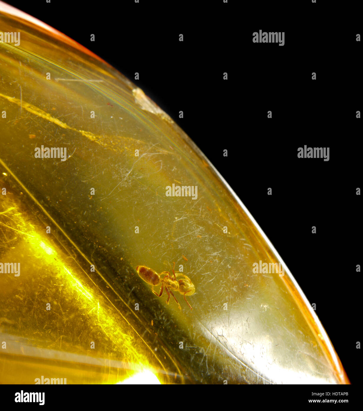 INSECTS TRAPPED IN AMBER Stock Photo - Alamy