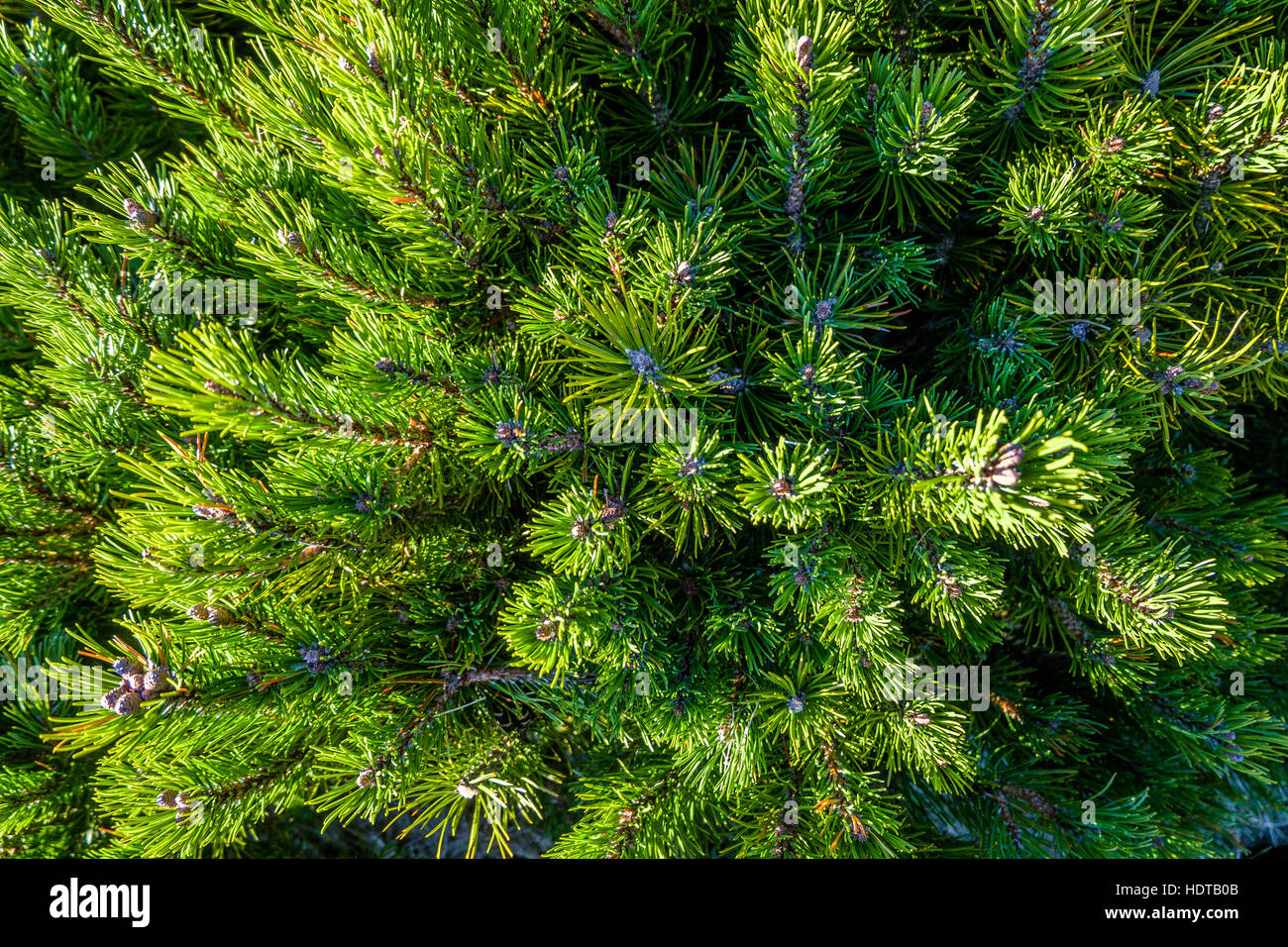 Top view of a dwarf pine bush. Stock Photo