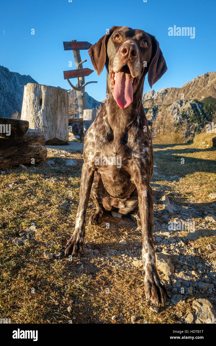 Big dog panting hi-res stock photography and images - Alamy