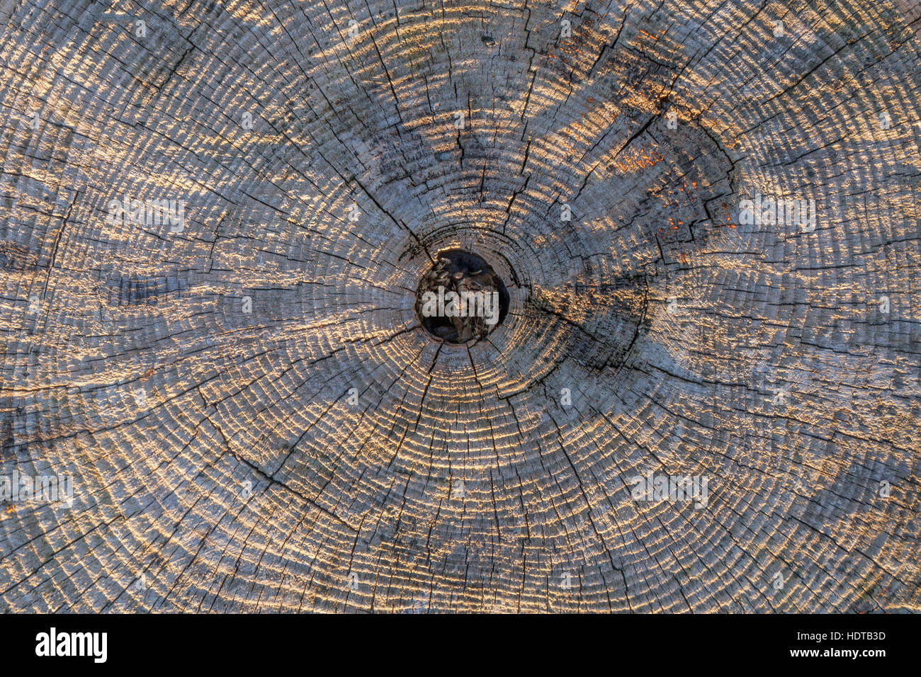 A transect of a tree trunk with concentric year rings, old, weathered ...