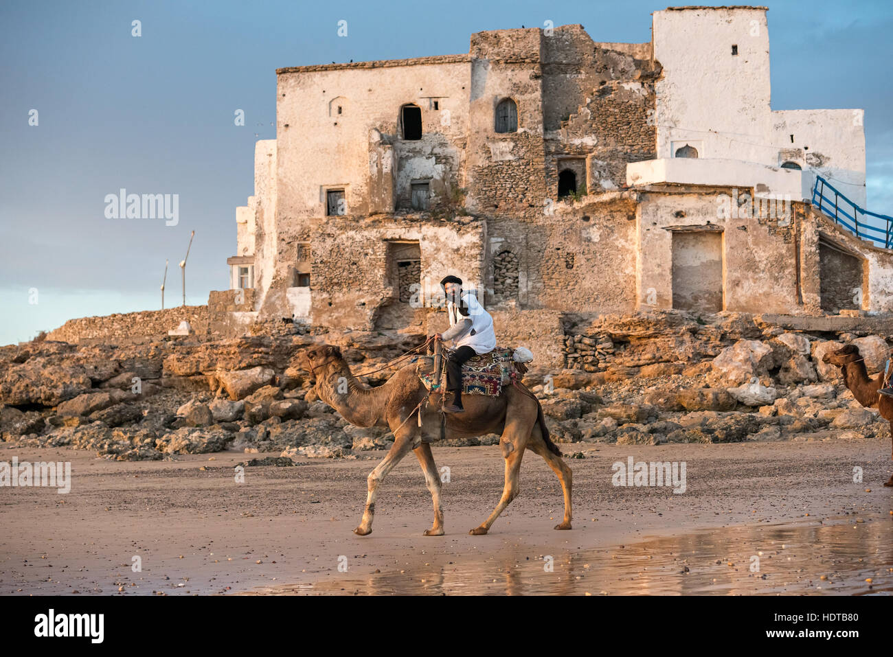 Beduin with dromedary on the beach in Morocco at sunset in traditional clothes Stock Photo
