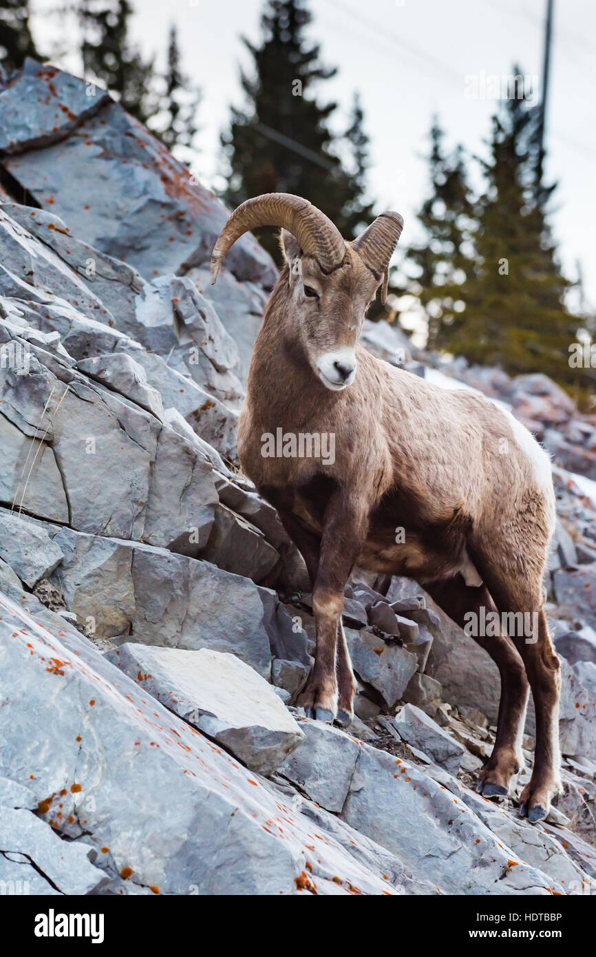 Rocky Mountain Bighorn Sheep on a cliffs edge in the mountains of ...