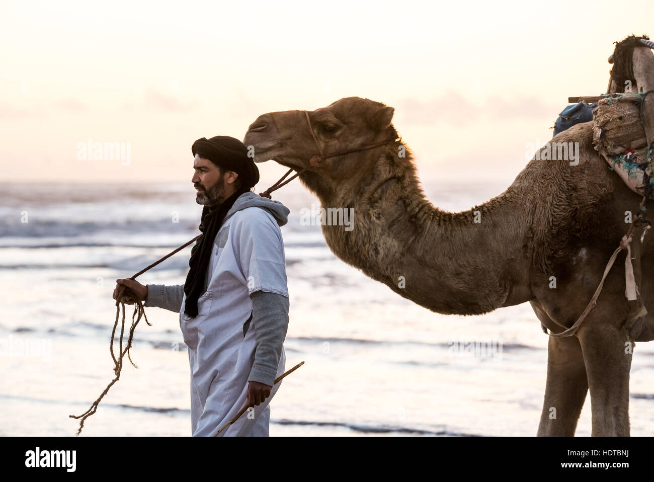 Beduin leading dromedary on the beach in Morocco at sunset in traditional clothes Stock Photo