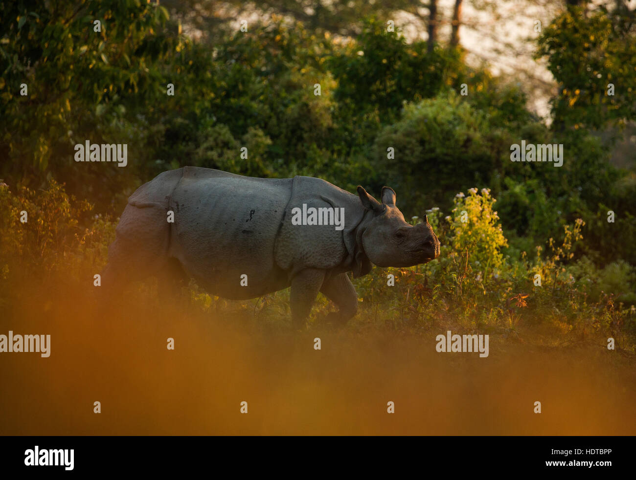 Indian one horned rhino in Manas National Park Stock Photo