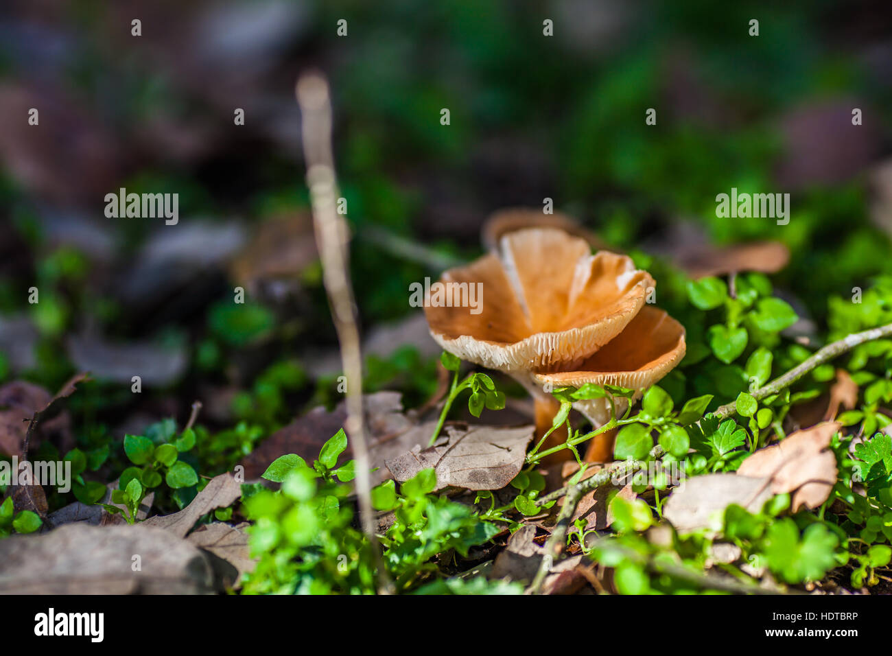 Ground fungus hi-res stock photography and images - Alamy