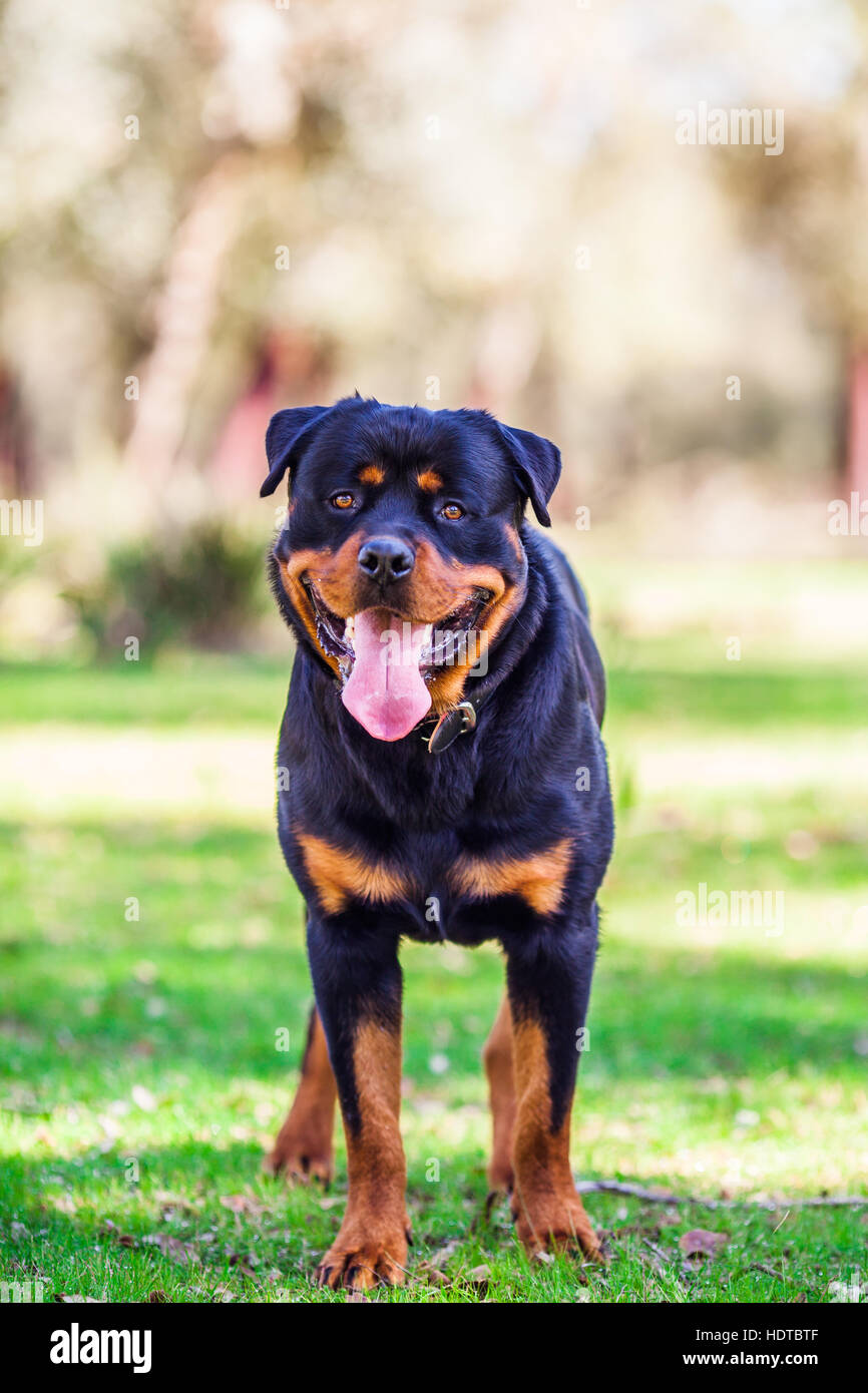 One rottweiler dog hires stock photography and images Alamy