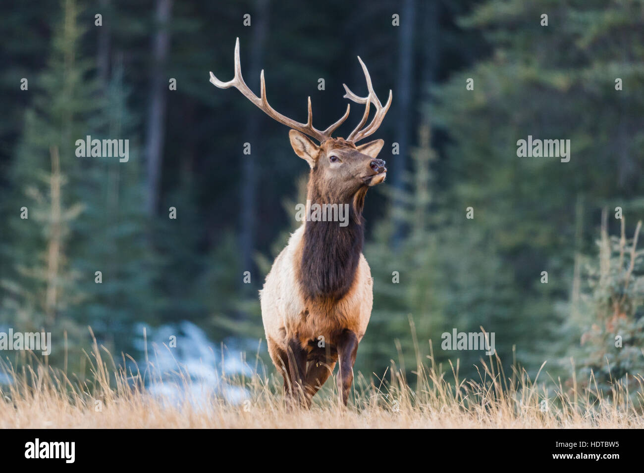 Wild Elk in winter, Banff National Park Alberta Canada Stock Photo Alamy