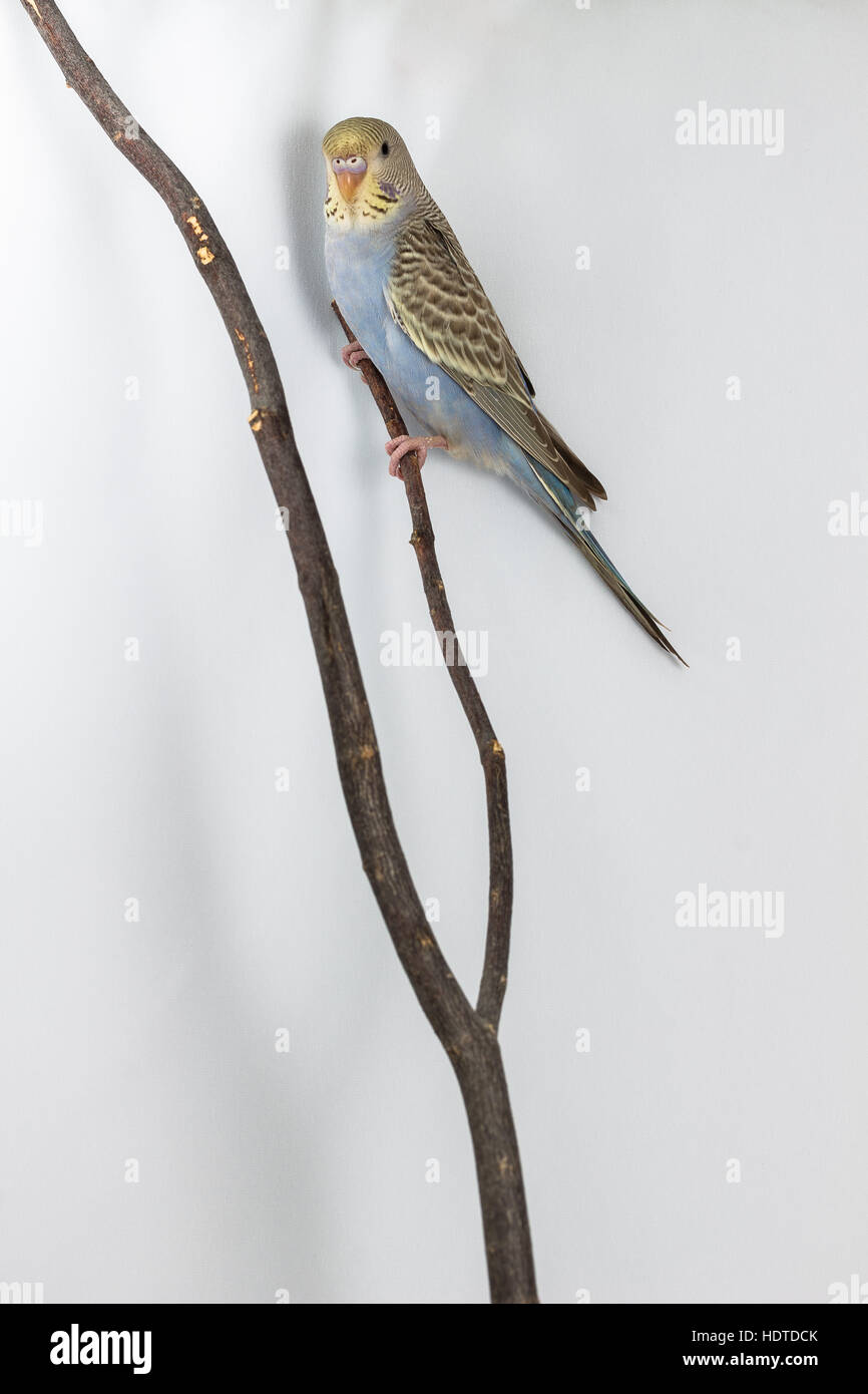 Little Budgerigar on branch and white background Stock Photo