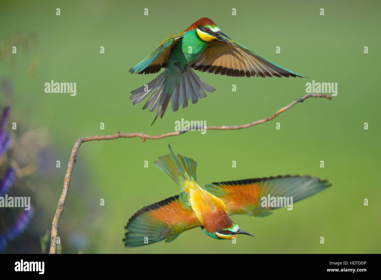 European bee-eaters (Merops apiaster), two males fighting over perch, turf war, Kiskunság National Park, Hungary Stock Photo