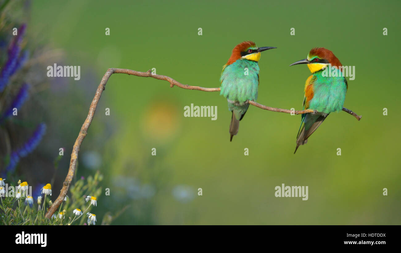 European bee-eaters (Merops apiaster), couple on perch, Kiskunság National Park, Hungary Stock Photo