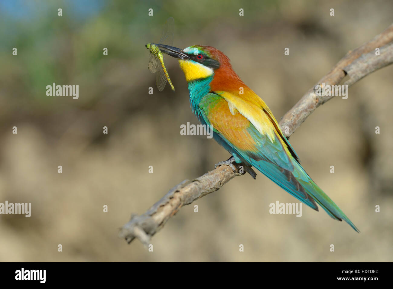 European bee-eater (Merops apiaster), sitting on branch with dragonfly in beak, Kiskunság National Park, Hungary Stock Photo