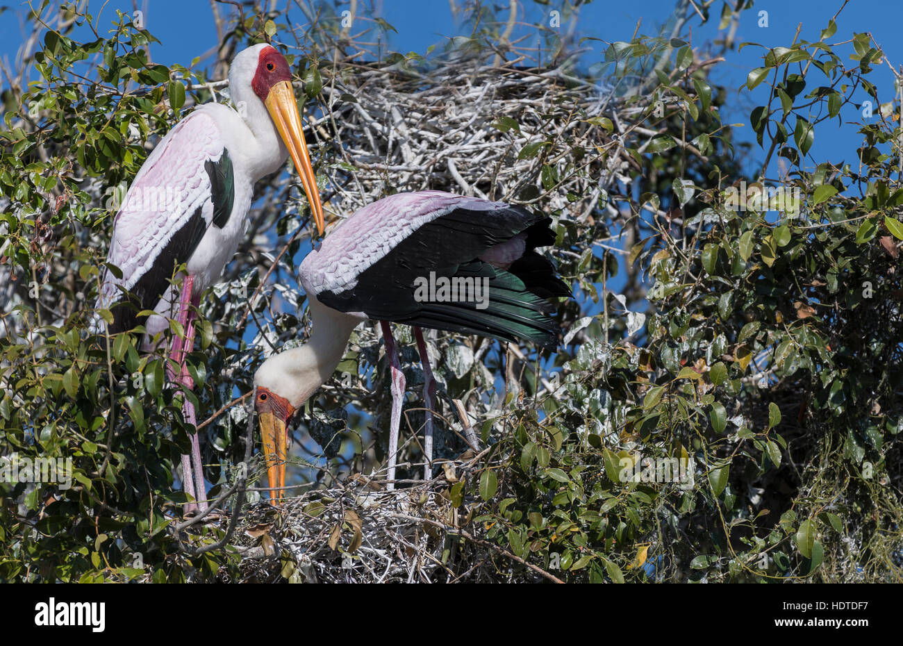Yellow-billed stork, also wood stork or wood ibis (Mycteria ibis), pair building nest, Chobe National Park, Botswana Stock Photo