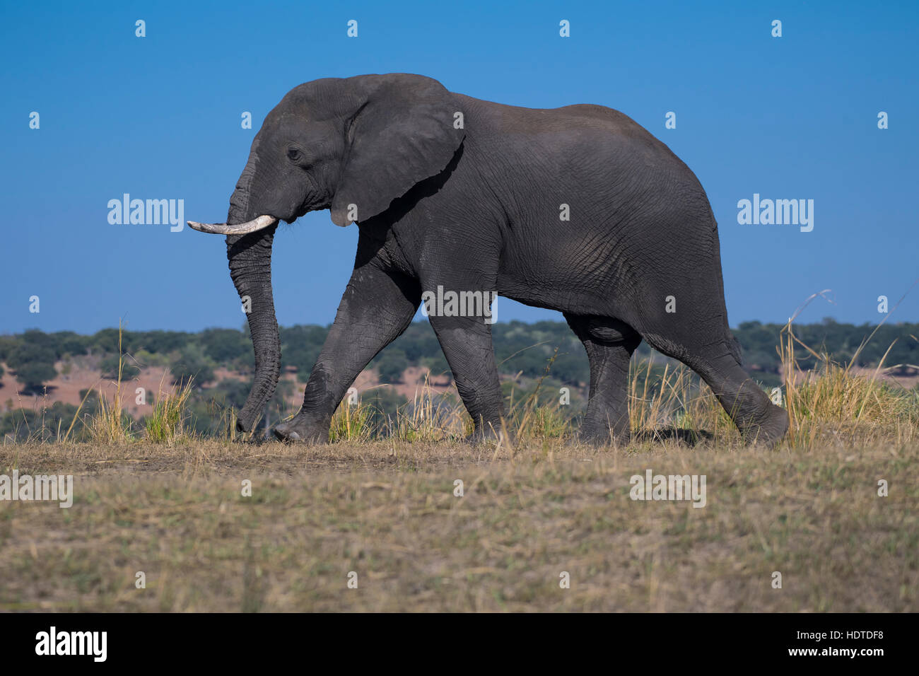 African bush elephant (Loxodonta africana), Chobe National Park, Botswana Stock Photo