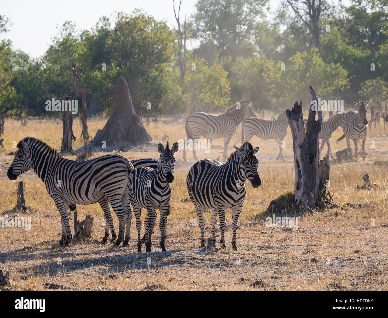 Small herd of Burchell's zebras (Equus quagga burchelli) in dusty scrub land, Moremi Game Reserve, Botswana Stock Photo