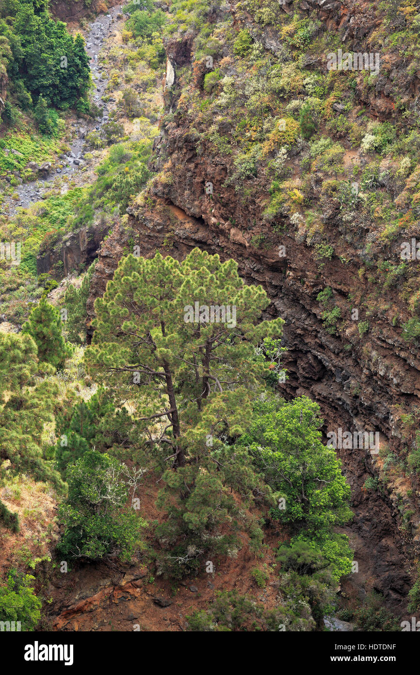 Barranco De Garome, ravine, view from Mirador de Garome, lookout point, Puntagorda, La Palma, Canary Islands, Spain Stock Photo