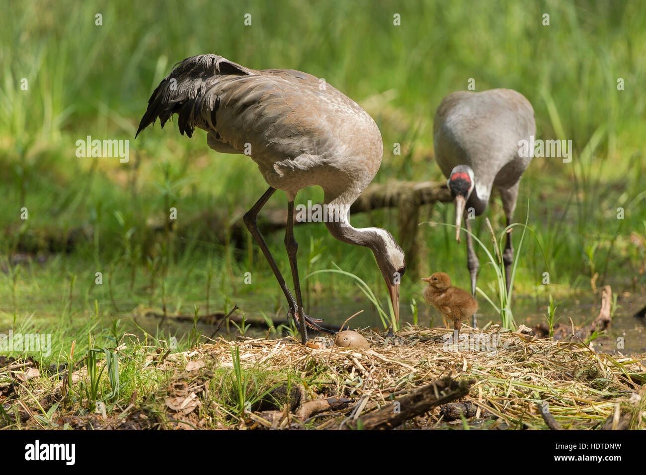 Common or Eurasian cranes (Grus grus), breeding pair at nest with chicks and egg, brooding place, Mecklenburg-Western Pomerania Stock Photo