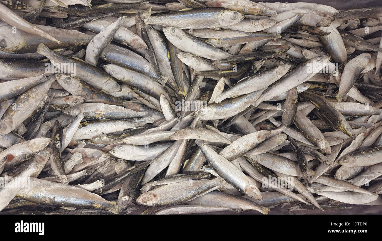frozen anchovies fish Stock Photo - Alamy