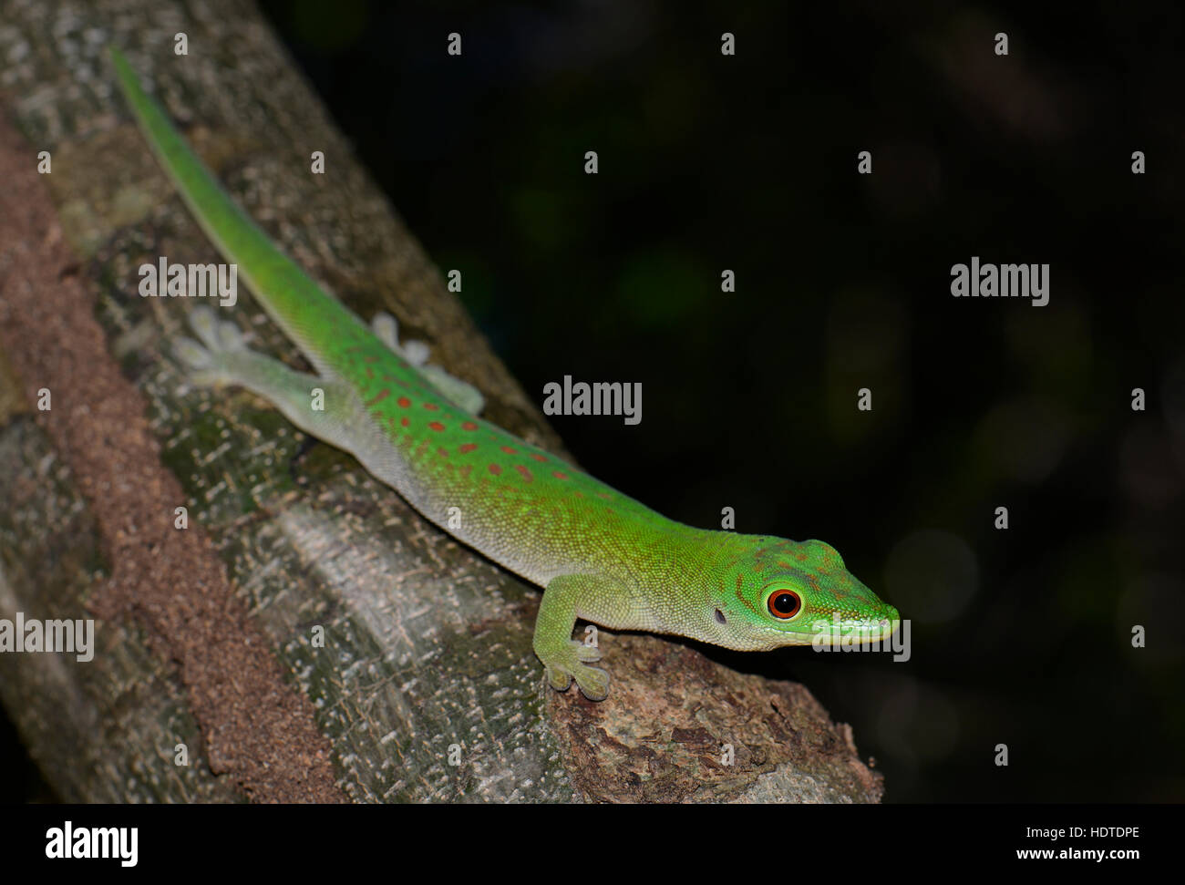 Koch's giant day gecko (Phelsuma madagascariensis kochi), dry forest, Ankarafantsika National Park, Madagascar Stock Photo