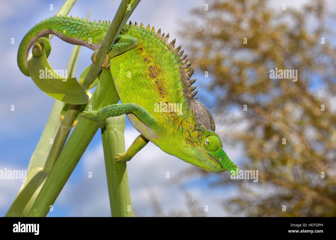 Antimena chameleon (Furcifer antimena), male, thorn forest, southwest, Madagascar Stock Photo