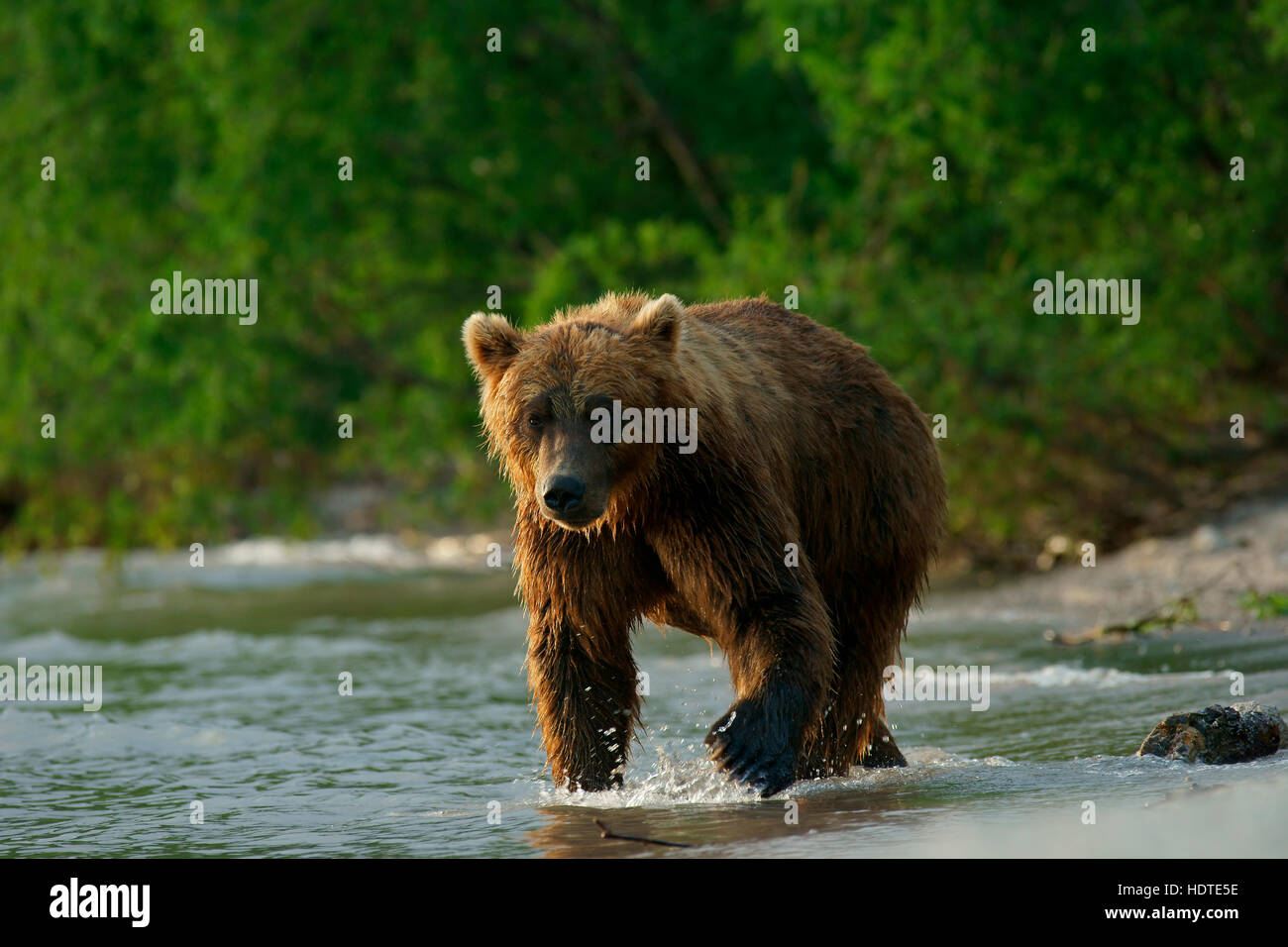 Brown bear (Ursus arctos), Kurile Lake, Kamchatka, Russia Stock Photo