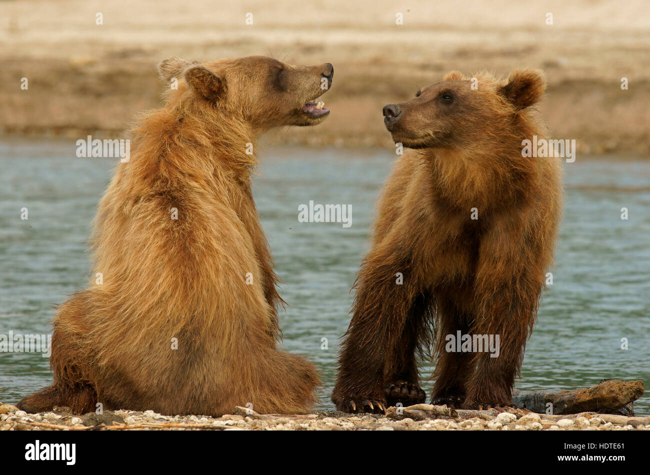 Brown bears (Ursus arctos), juveniles, Kurile Lake, Kamchatka, Russia Stock Photo