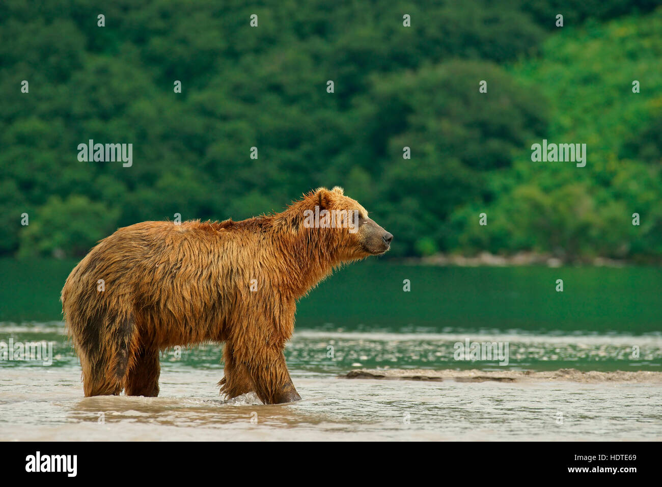 Brown bear (Ursus arctos), Kurile Lake, Kamchatka, Russia Stock Photo