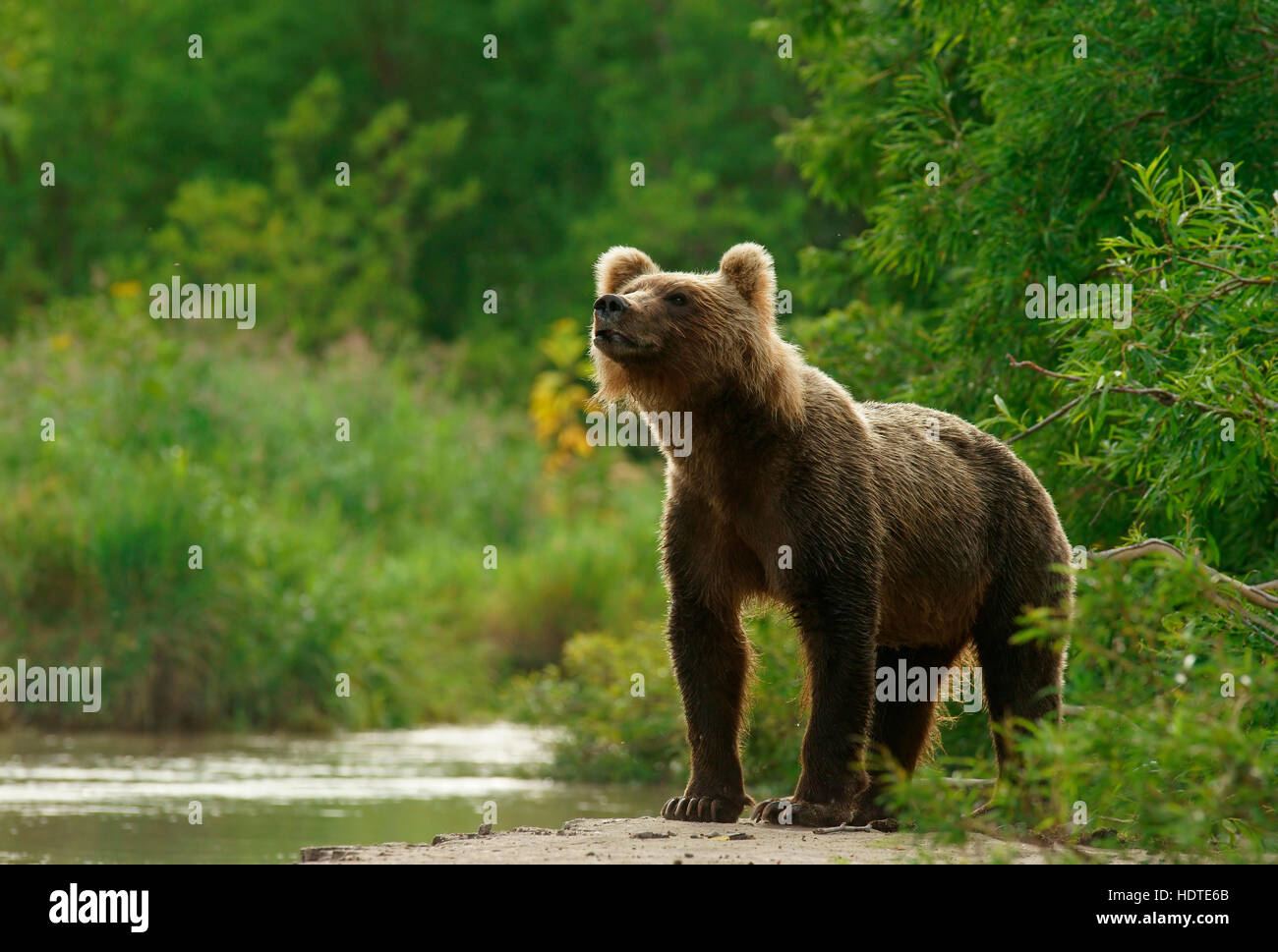 Brown bear (Ursus arctos), Kurile Lake, Kamchatka, Russia Stock Photo