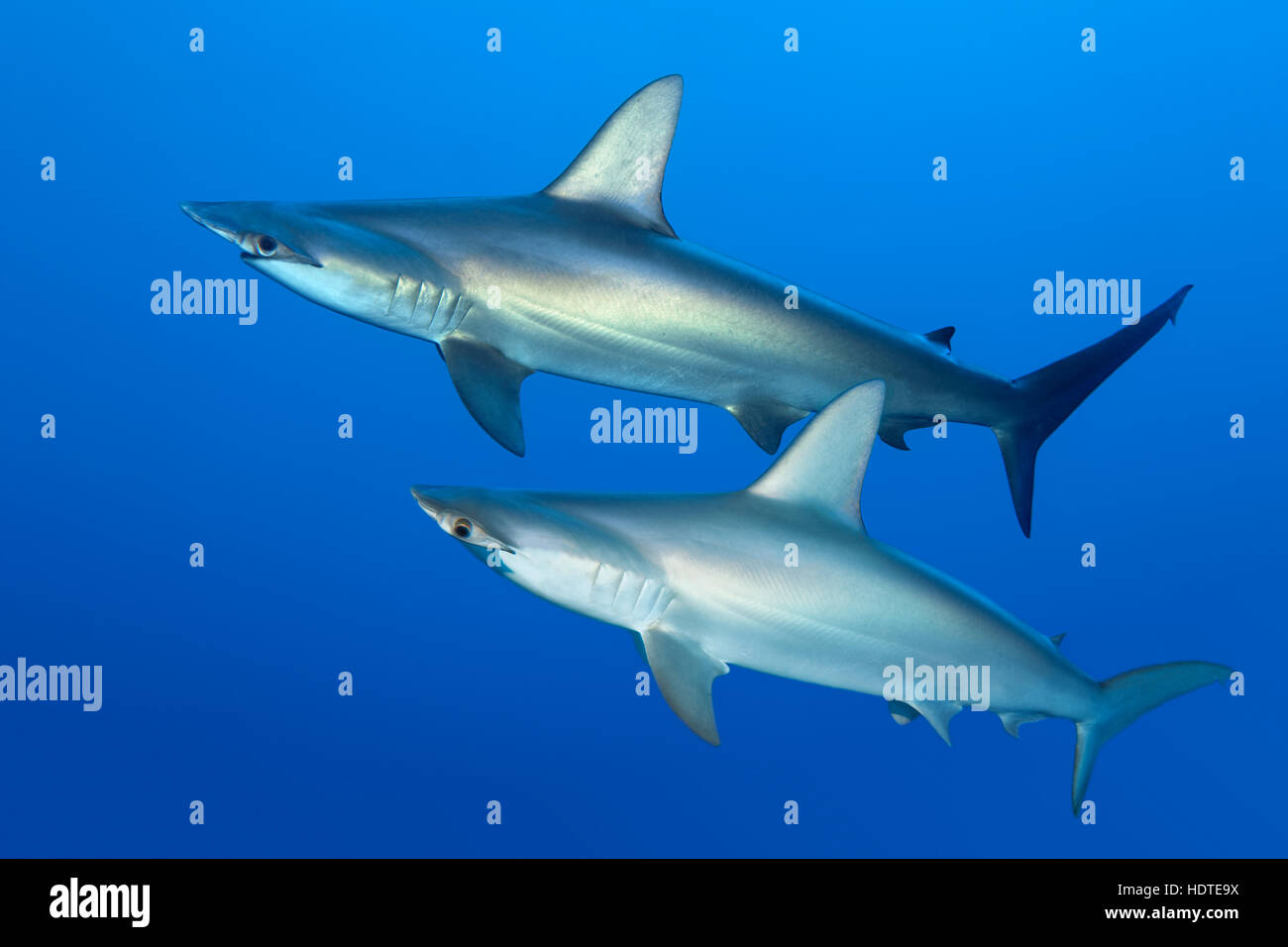 Two scalloped hammerhead sharks (Sphyrna lewini) swimming in open sea, Red Sea, Egypt Stock Photo