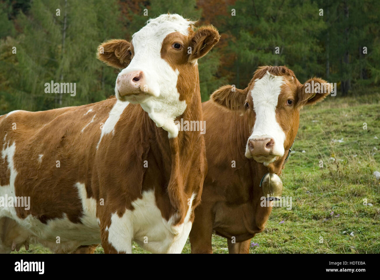 Cows in meadow, Reichraming, Upper Austria, Europe Stock Photo