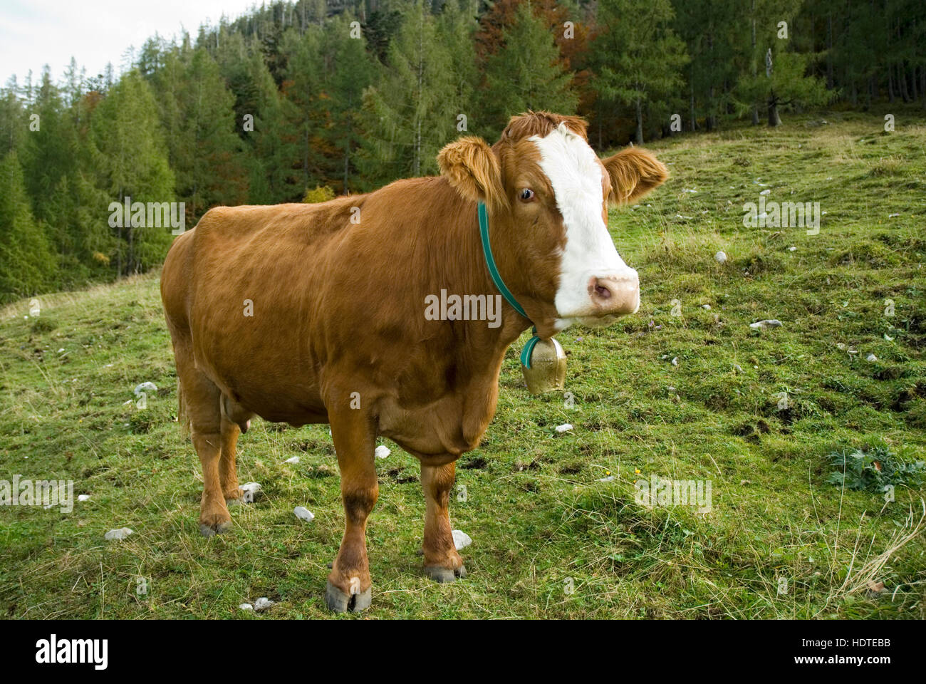Cow in meadow, Reichraming, Upper Austria, Europe Stock Photo