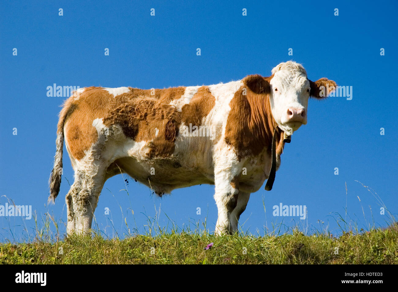 Cow on meadow in front of a blue sky, Reichraming, Upper Austria, Austria, Europe Stock Photo