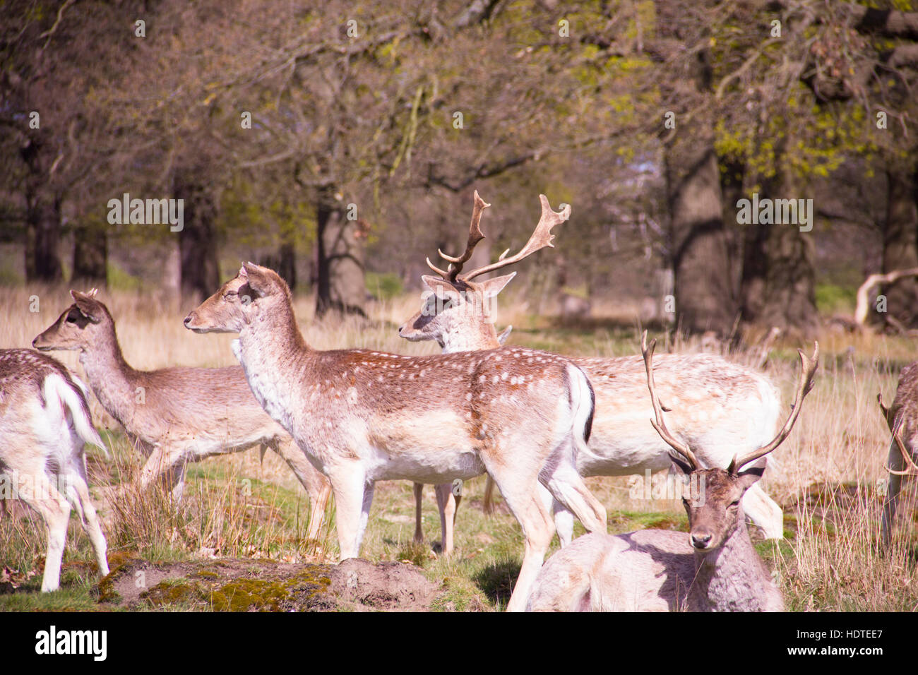 A group of deer in Richmond Park, London Stock Photo Alamy