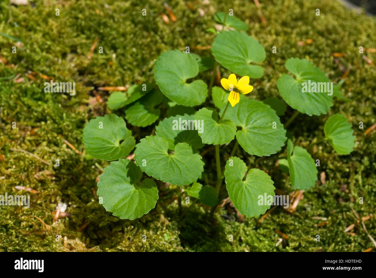 Twoflower Violet (Viola biflora), Kalkalpen National Park, Upper Austria, Austria, Europe Stock Photo
