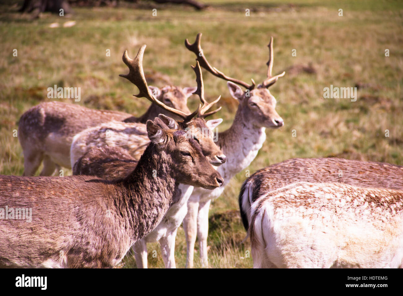 A group of deer in Richmond Park, London Stock Photo Alamy